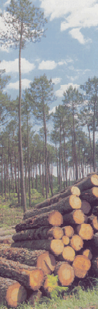 La forêt de pins